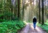 Dlaczego spacer po lesie korzystnie wpływa na nasze zdrowie